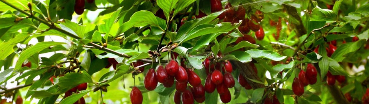 Як вирощувати кизил в середній смузі