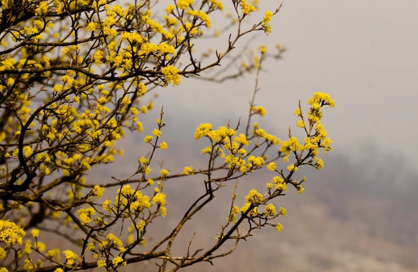 Цвітіння кизилу Цвітіння кизилу