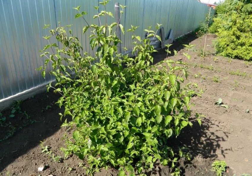 Місце для посадки кизилу Місце для посадки кизилу