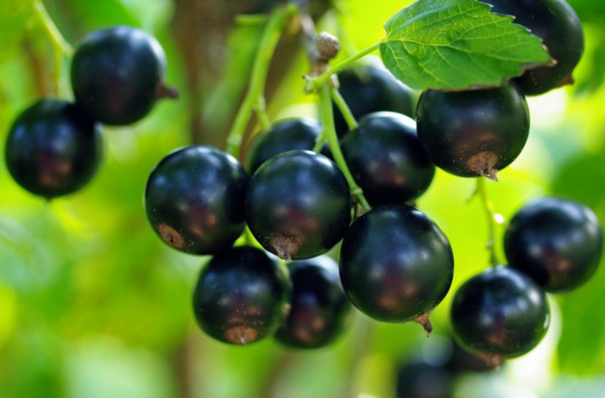 Чорна стигла смородина Чорна стигла смородина