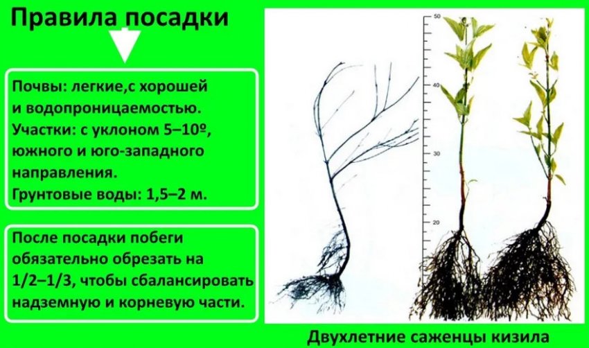 Правила посадки Кизилу Правила посадки Кизилу