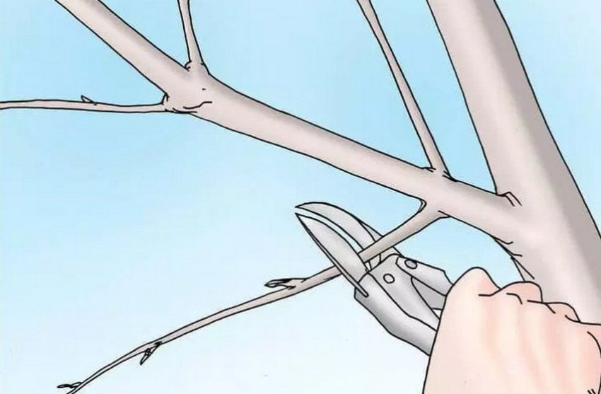 Обрізка кизилу Обрізка кизилу