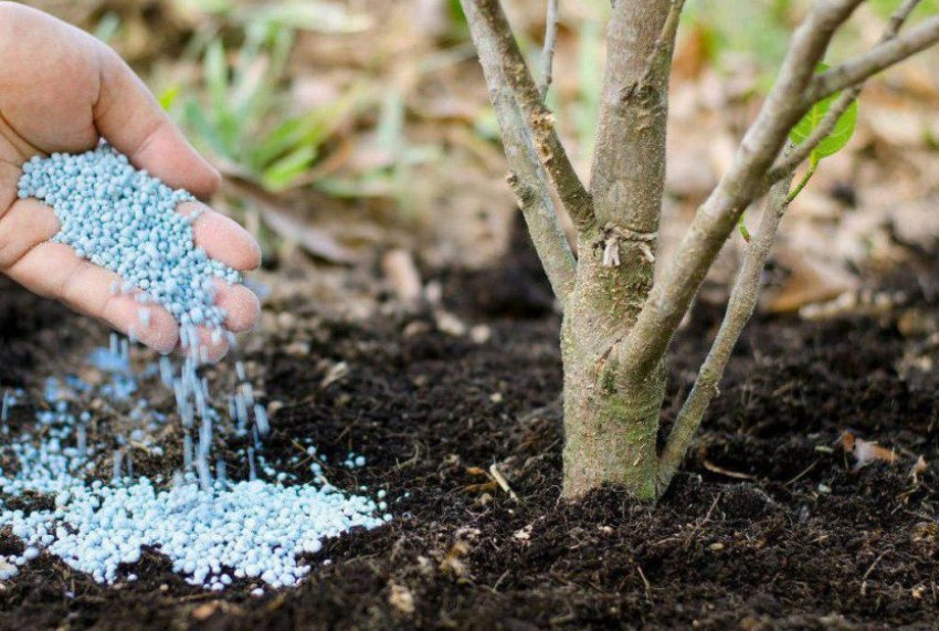 Підживлення кизилу Підживлення кизилу