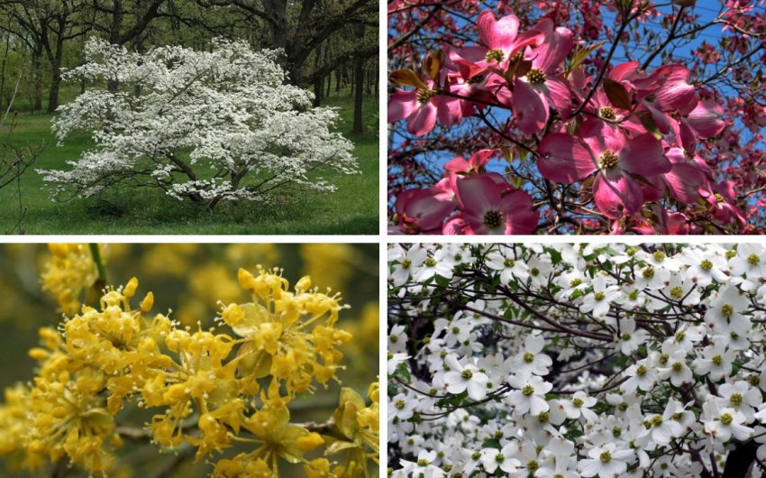 Цвітіння кизилу Цвітіння кизилу