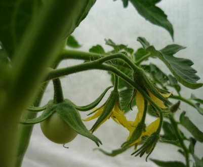 Чим обприскати помідори для зав'язі: кращі засоби, основні правила обробки