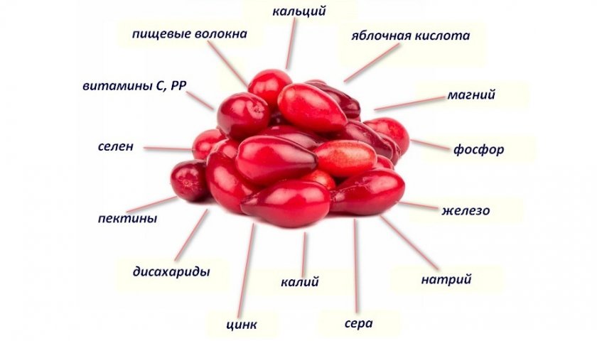 Кизил и барбарис в чем. Смотреть фото Кизил и барбарис в чем. Смотреть картинку Кизил и барбарис в чем. Картинка про Кизил и барбарис в чем. Фото Кизил и барбарис в чем