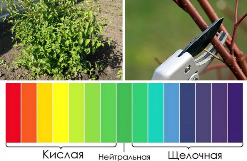 Кизил и барбарис в чем. Смотреть фото Кизил и барбарис в чем. Смотреть картинку Кизил и барбарис в чем. Картинка про Кизил и барбарис в чем. Фото Кизил и барбарис в чем