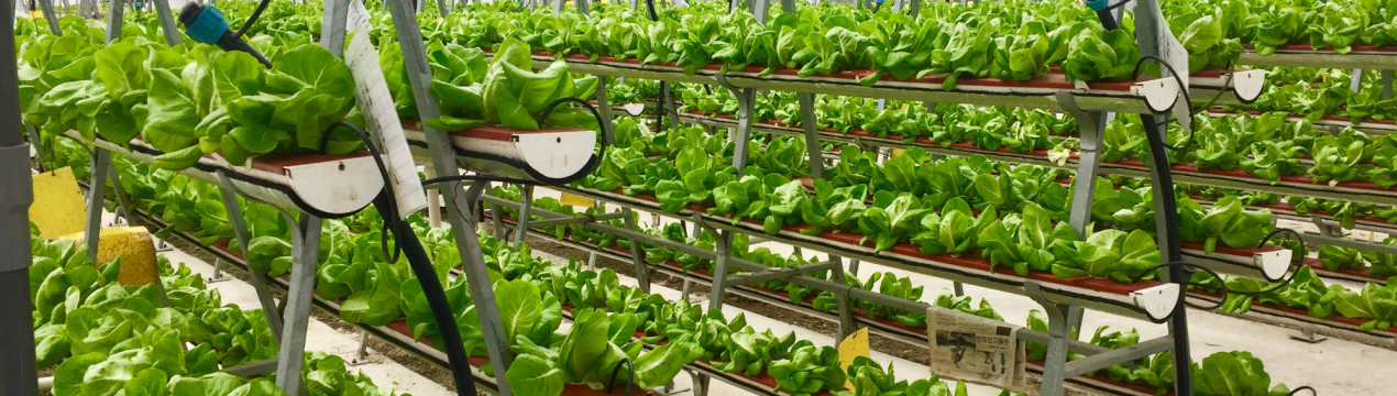 Жителі Парижа будуть орендувати городи на даху виставкового центру