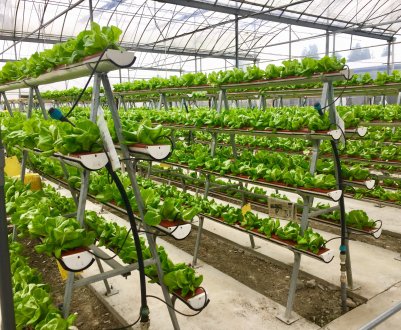 Жителі Парижа будуть орендувати городи на даху виставкового центру