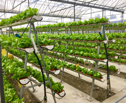 Жителі Парижа будуть орендувати городи на даху виставкового центру