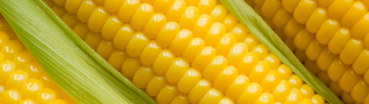 Кукурудзяні поля Житомирщини атакує безкарний шкідник