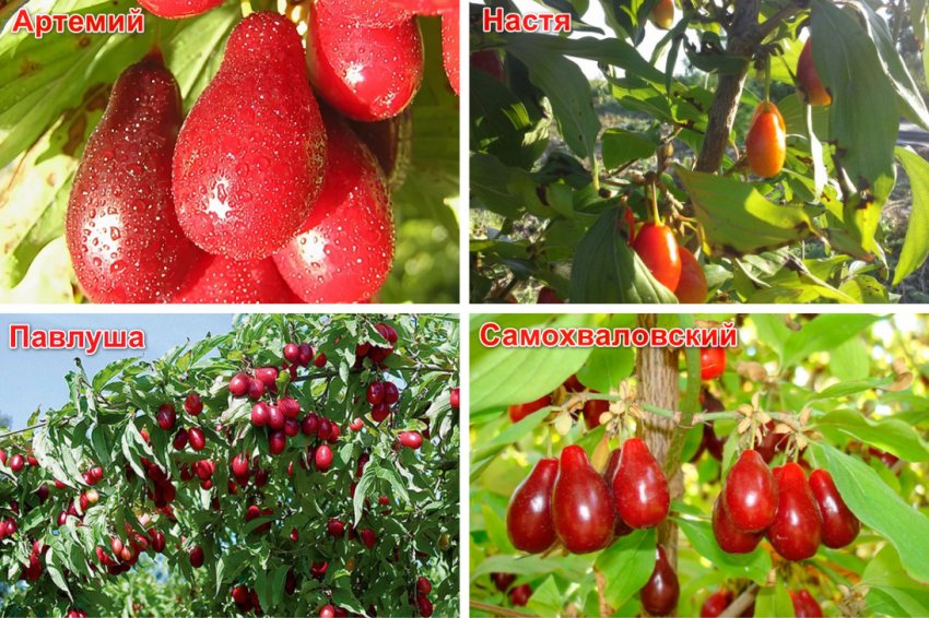 Сорти кизилу Сорти кизилу