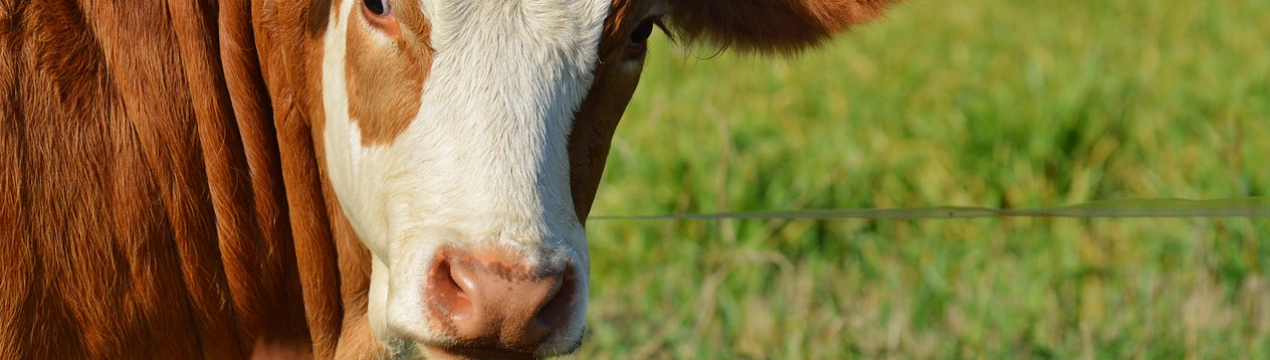 Три тисячі дійних корів оселяться на новій курської фермі