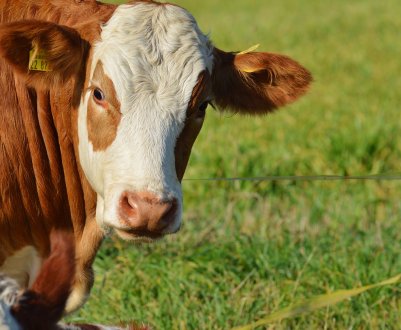 Три тисячі дійних корів оселяться на новій курської фермі