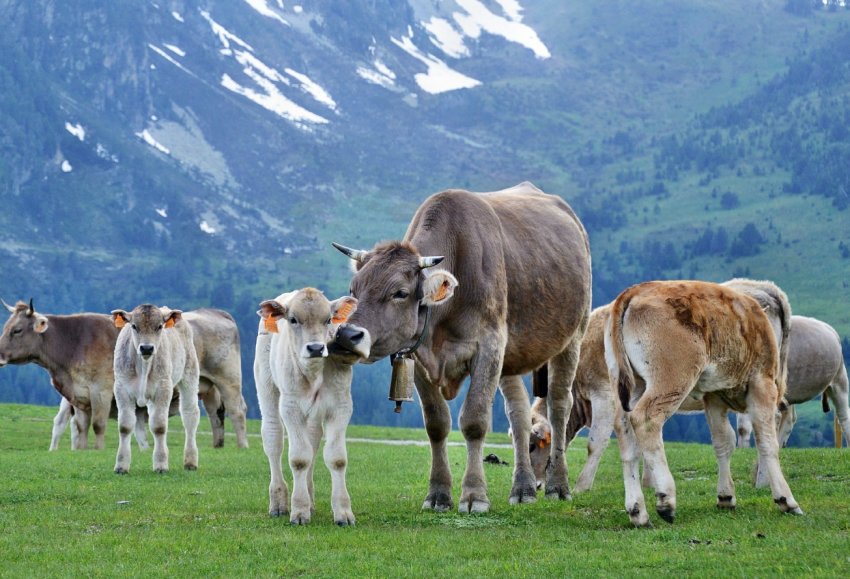 Три тисячі дійних корів оселяться на новій курської фермі Три тисячі дійних корів оселяться на новій курської фермі
