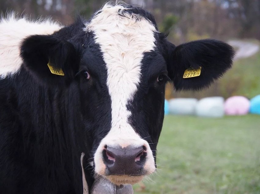 Три тисячі дійних корів оселяться на новій курської фермі Три тисячі дійних корів оселяться на новій курської фермі