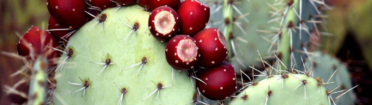 Україна готова до масового вирощування груші кактусовій