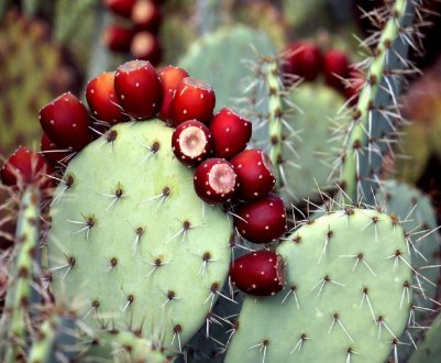 Україна готова до масового вирощування груші кактусовій