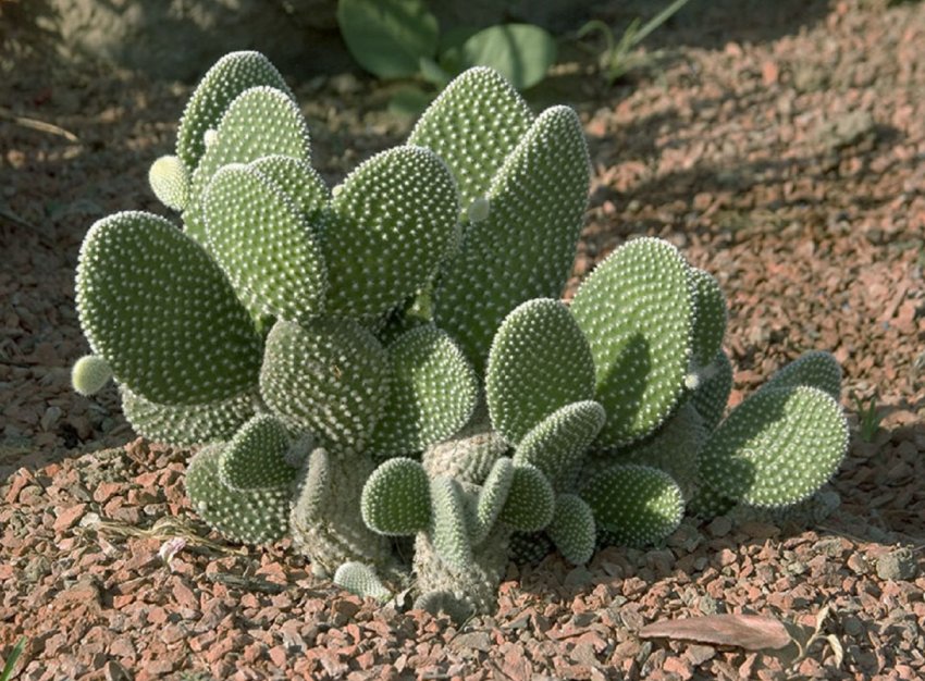 Україна готова до масового вирощування кактусовій груші Україна готова до масового вирощування кактусовій груші