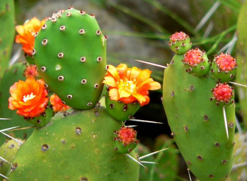 Україна готова до масового вирощування кактусовій груші Україна готова до масового вирощування кактусовій груші