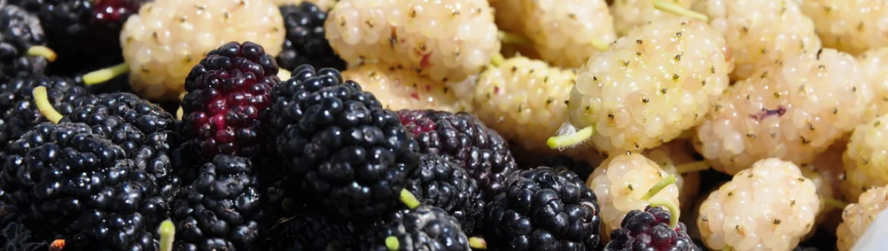 Шовковиця при грудному вигодовуванні