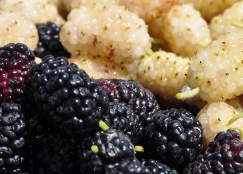 Шовковиця при грудному вигодовуванні