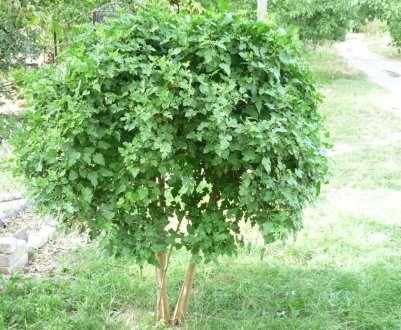 Чому не цвіте шовковиця, і як правильно за нею доглядати