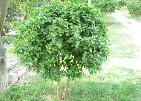 Чому не цвіте шовковиця, і як правильно за нею доглядати