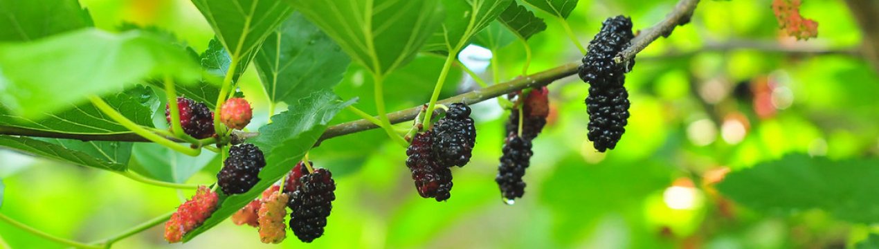 Чи можна вживати в їжу шовковицю при цукровому діабеті 2-го типу
