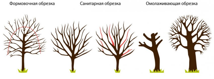что делать если шелковица не плодоносит. Смотреть фото что делать если шелковица не плодоносит. Смотреть картинку что делать если шелковица не плодоносит. Картинка про что делать если шелковица не плодоносит. Фото что делать если шелковица не плодоносит