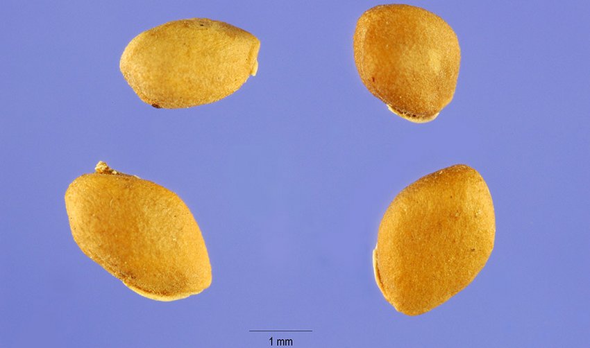 Насіння тутовника