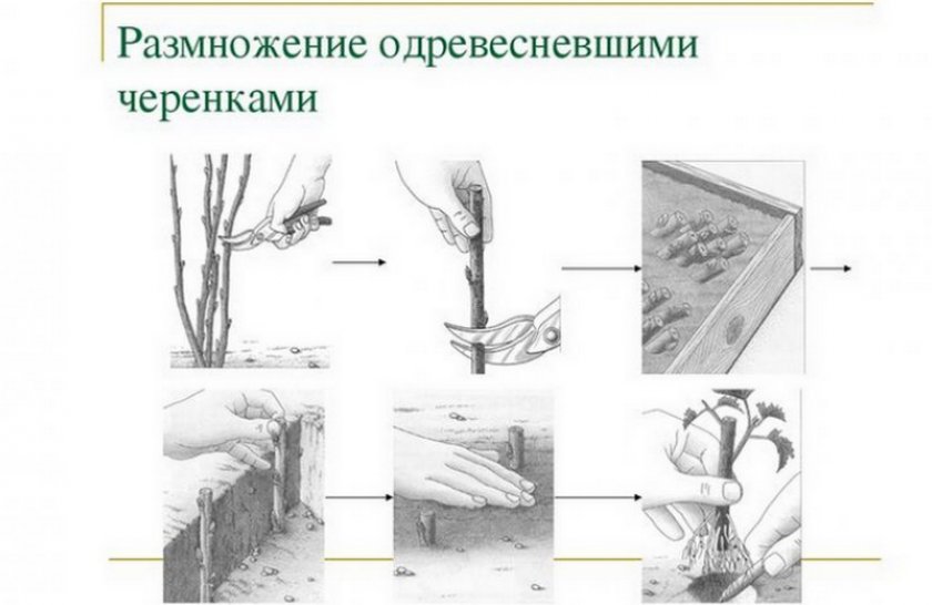 Как укоренить черенки шелковицы. Смотреть фото Как укоренить черенки шелковицы. Смотреть картинку Как укоренить черенки шелковицы. Картинка про Как укоренить черенки шелковицы. Фото Как укоренить черенки шелковицы