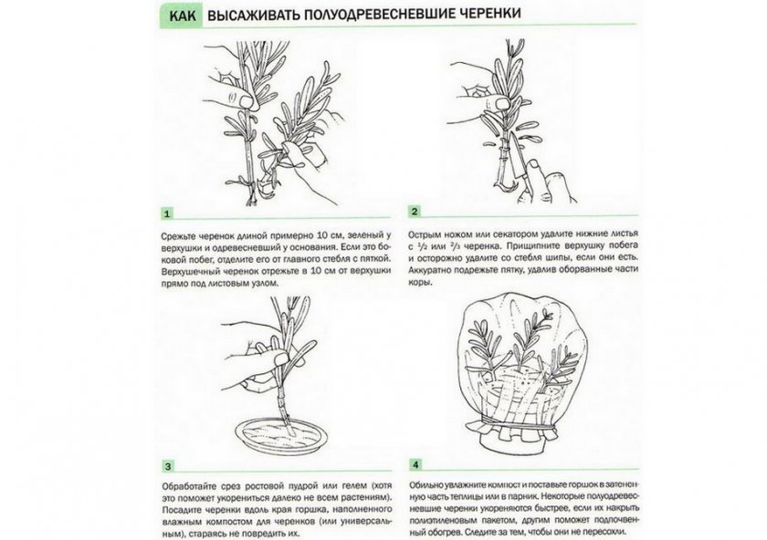 Как укоренить черенки шелковицы. Смотреть фото Как укоренить черенки шелковицы. Смотреть картинку Как укоренить черенки шелковицы. Картинка про Как укоренить черенки шелковицы. Фото Как укоренить черенки шелковицы