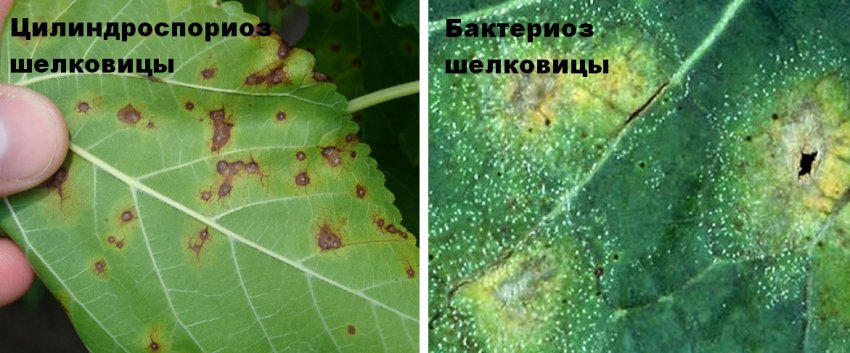 что делать если шелковица не плодоносит. Смотреть фото что делать если шелковица не плодоносит. Смотреть картинку что делать если шелковица не плодоносит. Картинка про что делать если шелковица не плодоносит. Фото что делать если шелковица не плодоносит