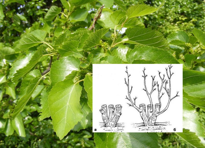 Формування крони шовковиці «на кулак»