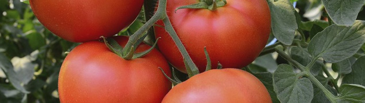 Томат «Євпатор»: характеристика та опис сорту, посадка, вирощування і догляд