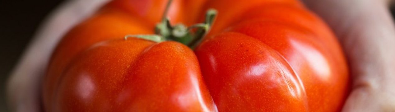 Помідори «Важковаговик Сибіру»: опис сорти, агротехніка вирощування