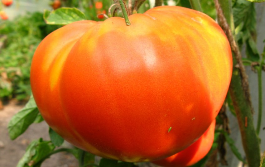 Томат Важковаговик Сибіру