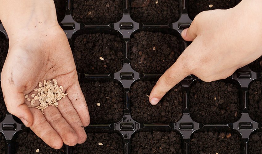 Посів насіння