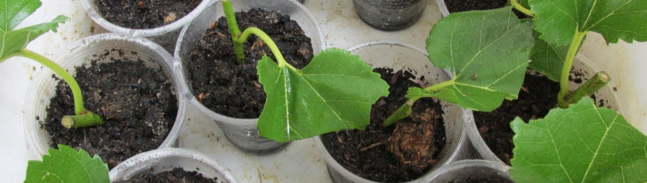 Розмноження шовковиці живцями влітку