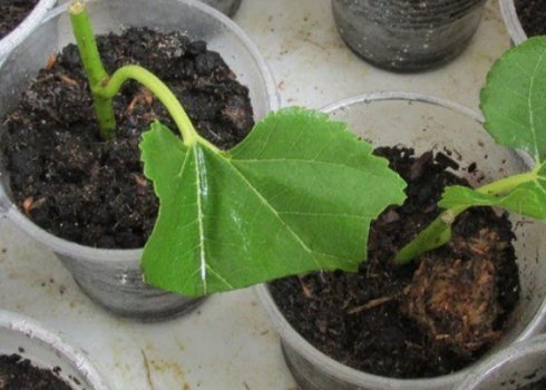 Розмноження шовковиці живцями влітку