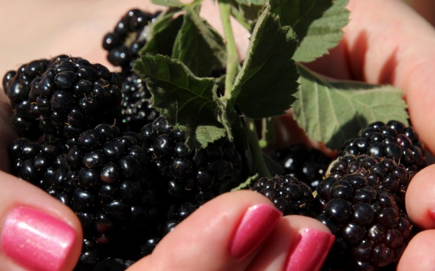 Урожай шовковиці