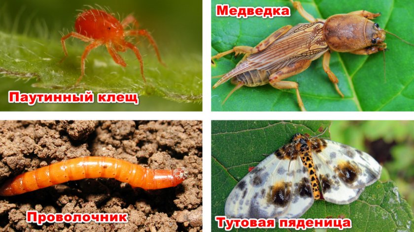 Как укоренить черенки шелковицы. Смотреть фото Как укоренить черенки шелковицы. Смотреть картинку Как укоренить черенки шелковицы. Картинка про Как укоренить черенки шелковицы. Фото Как укоренить черенки шелковицы