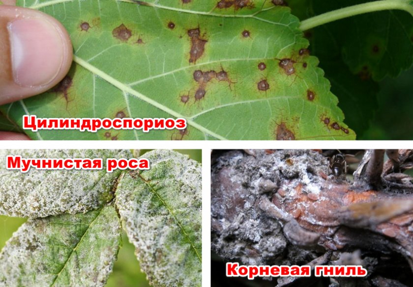 Как укоренить черенки шелковицы. Смотреть фото Как укоренить черенки шелковицы. Смотреть картинку Как укоренить черенки шелковицы. Картинка про Как укоренить черенки шелковицы. Фото Как укоренить черенки шелковицы