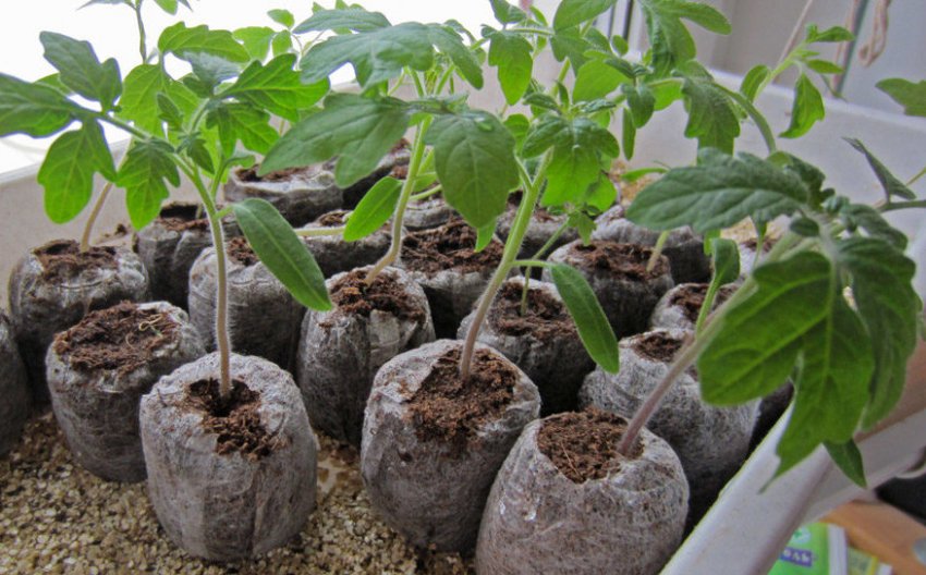 Ємність для вирощування томатів