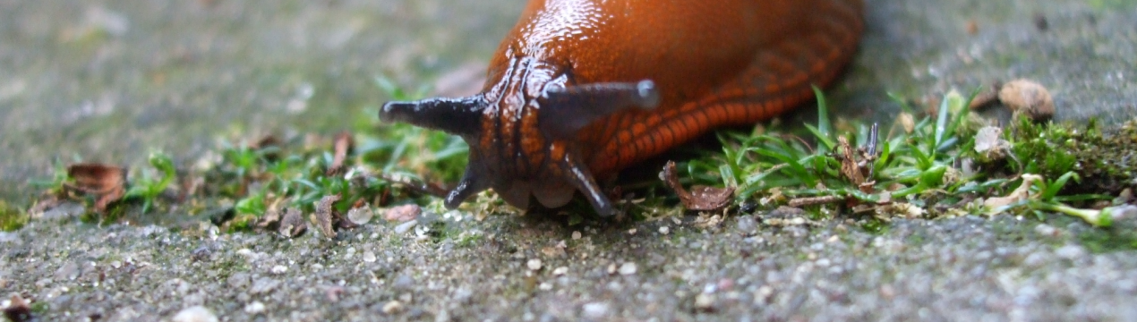 Руді слимаки тероризують прикарпатських аграріїв
