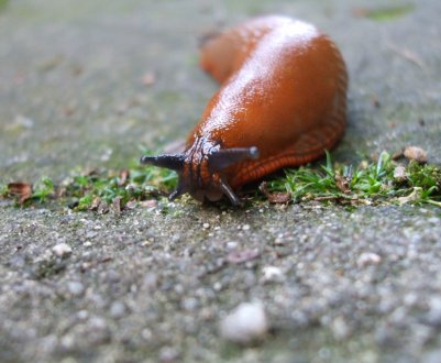 Руді слимаки тероризують прикарпатських аграріїв