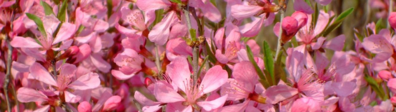 Мигдаль низький