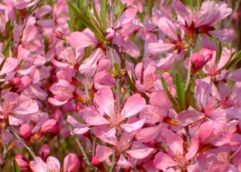 Мигдаль низький