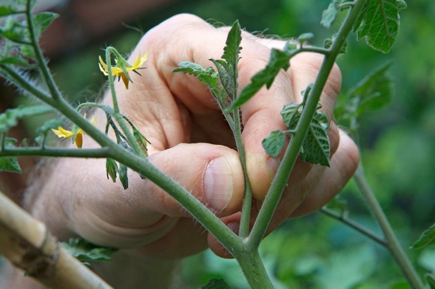 Пасинкування